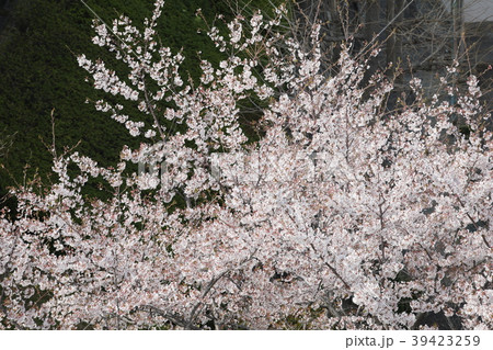 さくら 39423259
