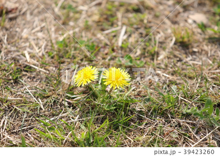 タンポポ 39423260