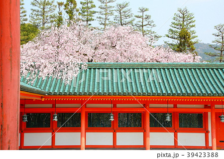 平安神宮の枝垂れ桜 平安神宮の枝垂れ桜 39423388