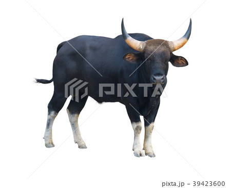 gaur isolated on white background 39423600