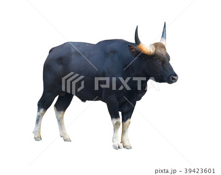 gaur isolated on white background 39423601