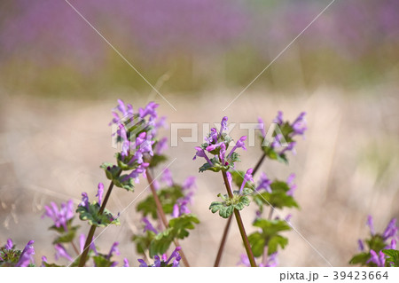 ホトケノザ(仏の座) ホトケノザ(仏の座) 39423664