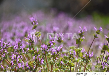 ホトケノザ(仏の座) ホトケノザ(仏の座) 39423665