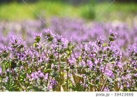 ホトケノザ（仏の座） 39423666