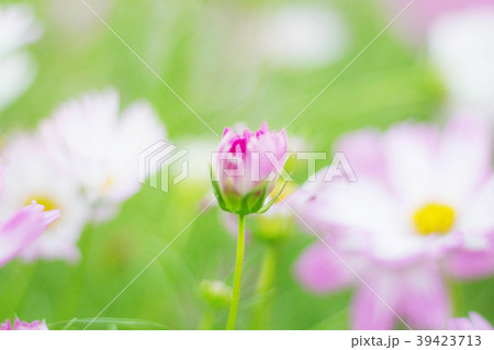 buds of cosmos in nature. 39423713