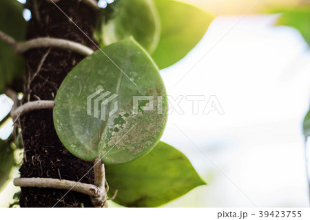 leaves of ornamental plants. leaves of ornamental plants. 39423755