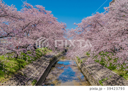 高田千本桜② 高田千本桜② 39423793