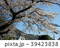 箱根湯本　桜 39423838