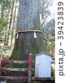 箱根神社　安産杉 39423839