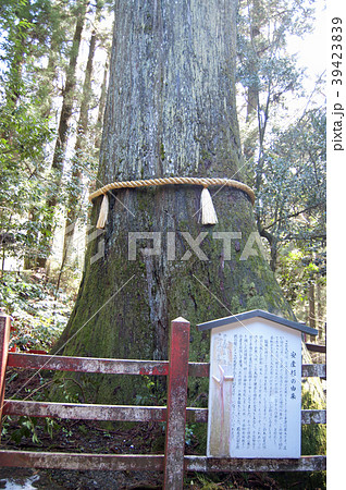 箱根神社 安産杉の写真素材