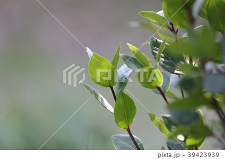 月桂樹 月桂樹 39423939