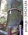 箱根神社　安産杉 39424184
