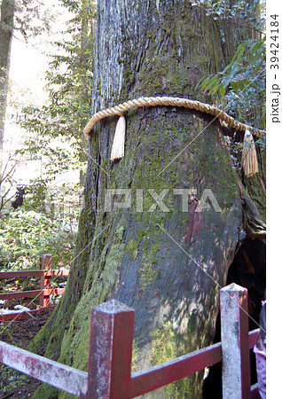 箱根神社 安産杉 箱根神社 安産杉 39424184