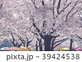 さくら花見 39424538