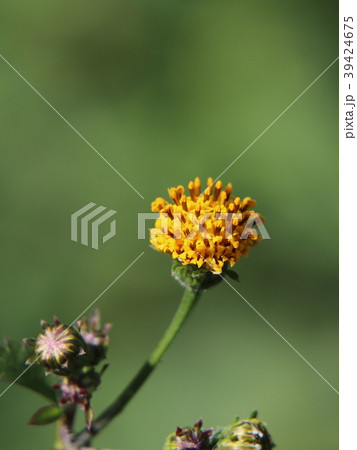 コセンダングサの花 39424675