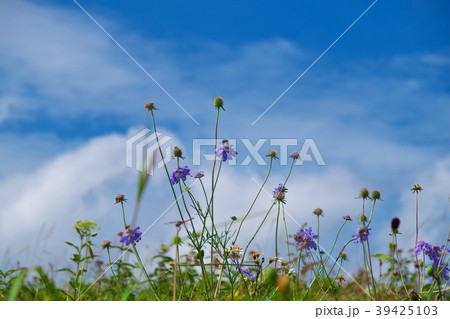マツムシソウ　　車山 39425103