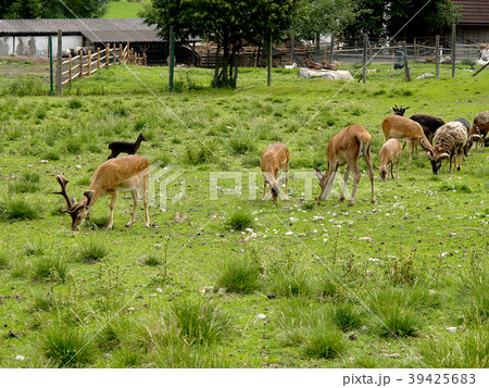 A herd of mountain sheep is looking for pasture.   39425683