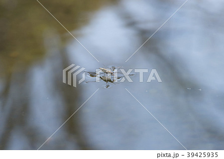 アメンボ 39425935