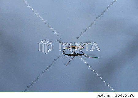 アメンボ 39425936