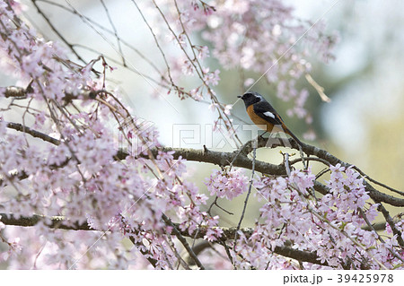 ジョウビタキ ジョウビタキ 39425978