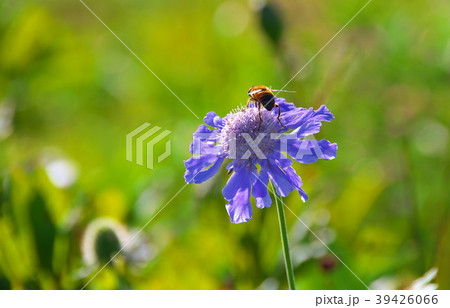 マツムシソウ 車山 マツムシソウ 車山 39426066