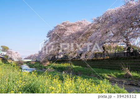調布市 野川の桜 調布市 野川の桜 39426312