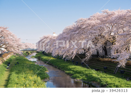 調布市 野川の桜の写真素材