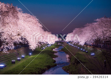 調布市 野川の桜ライトアップの写真素材