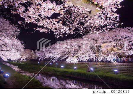 調布市 野川の桜ライトアップの写真素材