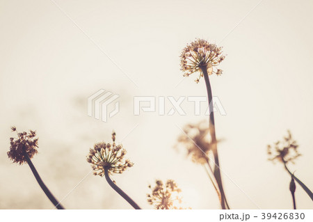 Beautiful of onion flower stalks. 39426830