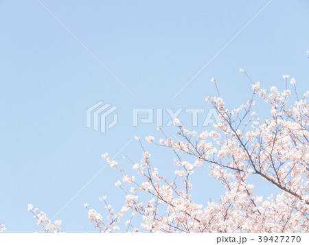 桜 桜 39427270