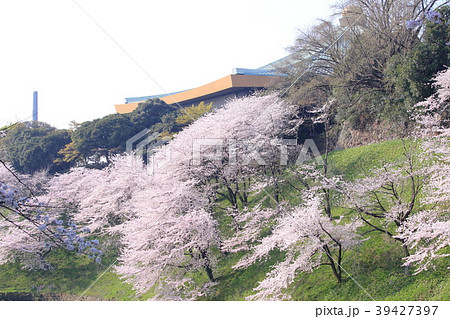 日本武道館 桜の写真素材