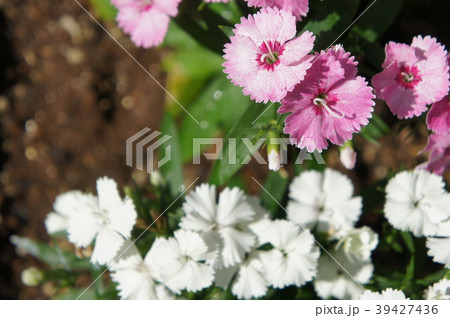 ナデシコ 39427436