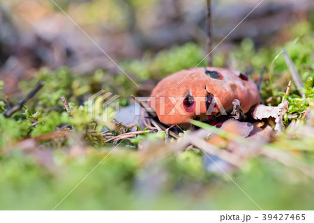 Hydnellum peckii - mushroom in mossy forest 39427465