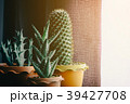 green cactus on table 39427708