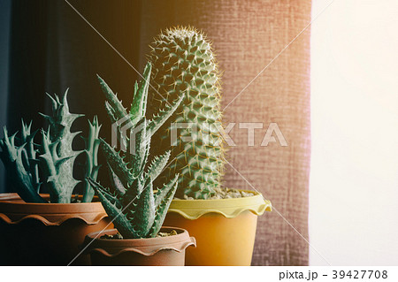 green cactus on table 39427708