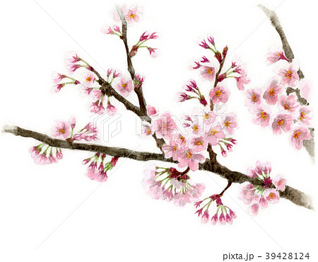 水彩で描いたソメイヨシノの枝と花のイラスト素材