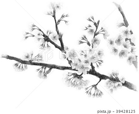 水彩で描いたソメイヨシノの枝と花モノクロのイラスト素材