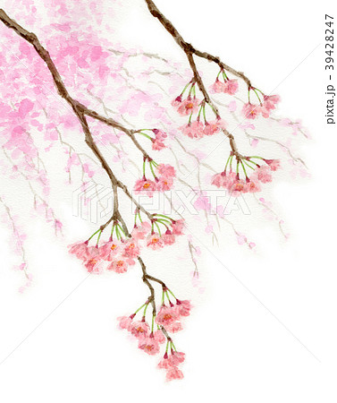 水彩で描いた枝垂れ桜 39428247