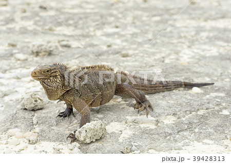 Large scaly Iguana against a background of sand 39428313