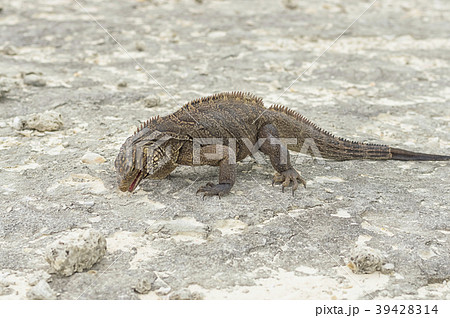 Large scaly Iguana close-up against a background Large scaly Iguana close-up against a background 39428314