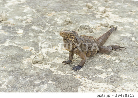 Large scaly Iguana close-up against a background Large scaly Iguana close-up against a background 39428315