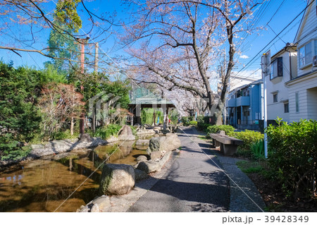 蕨市 南町桜並木遊歩道 39428349