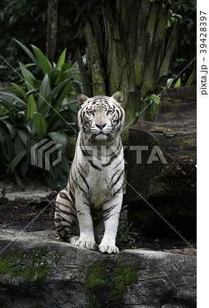 Sitting white Bengal tiger 39428397