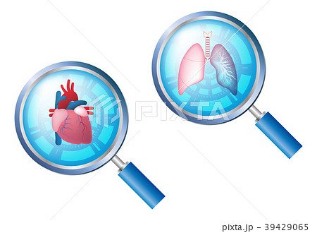 心臓・肺・ルーペイメージ 39429065