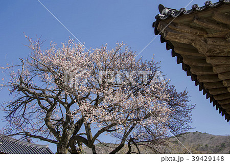 順天市 全羅南道 寺院 39429148
