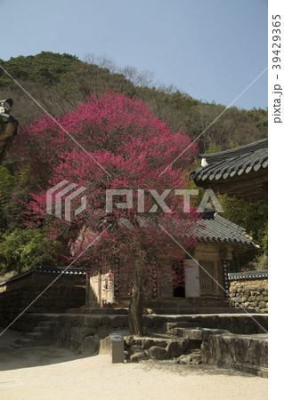 求礼郡 全羅南道 39429365