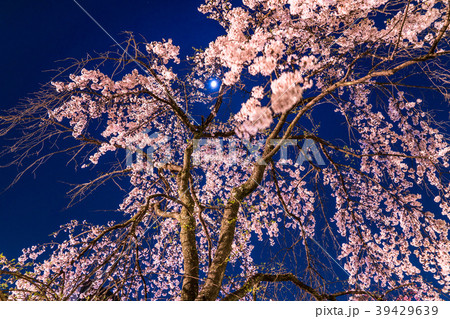 満月と枝垂れ桜 39429639