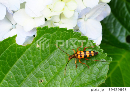 ヨツスジハナカミキリとアジサイの花 39429643