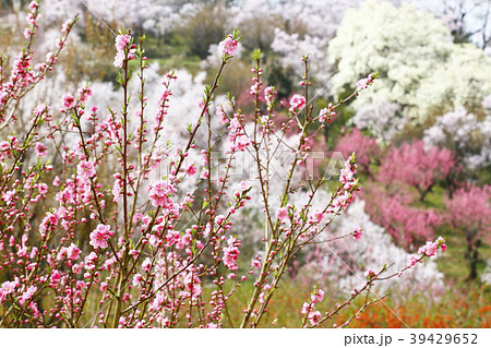 花見山公園 花見山 福島市 花見山公園 花見山 福島市 39429652